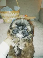 Max, a male Shih Tzu for sale in Independence, MO – Photo 2 of 4