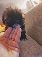 Max, a male Shih Tzu for sale in Independence, MO – Photo 4 of 4