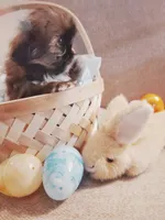 Max, a male Shih Tzu for sale in Independence, MO – Photo 1 of 4