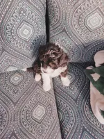 Gus, a male Miniature Aussiedoodle for sale in Independence, MO – Photo 3 of 4