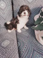 Gus, a male Miniature Aussiedoodle for sale in Independence, MO – Photo 2 of 4