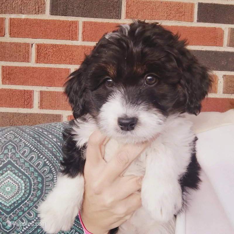 Gus – Miniature Aussiedoodle puppy for sale in Independence, MO
