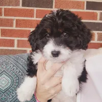 Gus, a male Miniature Aussiedoodle for sale in Independence, MO – Photo 1 of 4