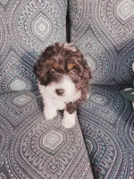 Gus, a male Miniature Aussiedoodle for sale in Independence, MO – Photo 4 of 4