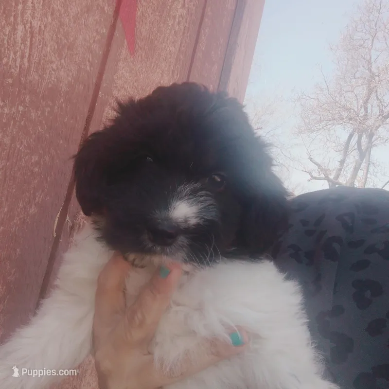 Bella – Miniature Aussiedoodle puppy for sale in Independence, MO