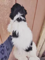 Bella, a female Miniature Aussiedoodle for sale in Independence, MO – Photo 2 of 2