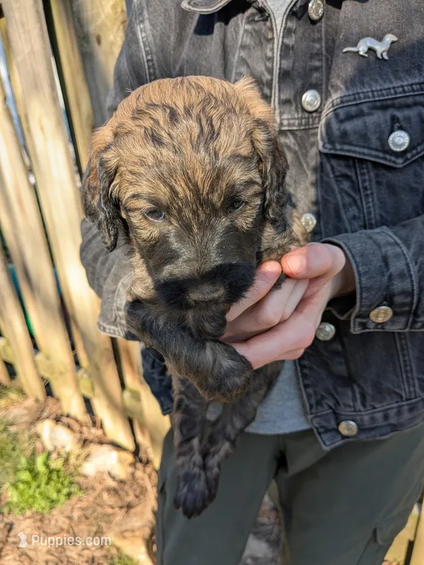 Baxter – Goldendoodle puppy for sale in Independence, MO
