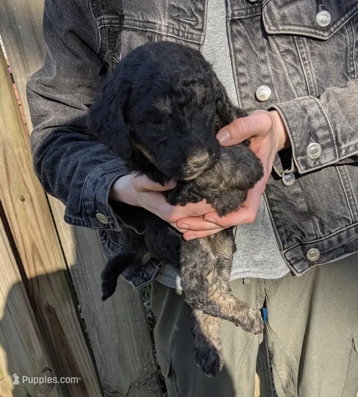 Max – Goldendoodle puppy for sale in Independence, MO