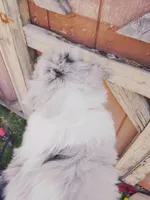 Taylor, a female Miniature Aussiedoodle for sale in Independence, MO – Photo 2 of 3