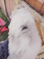 Taylor, a female Miniature Aussiedoodle for sale in Independence, MO – Photo 3 of 3