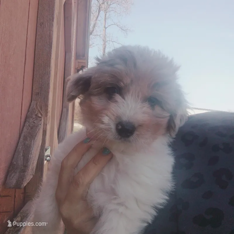 Taylor – Miniature Aussiedoodle puppy for sale in Independence, MO