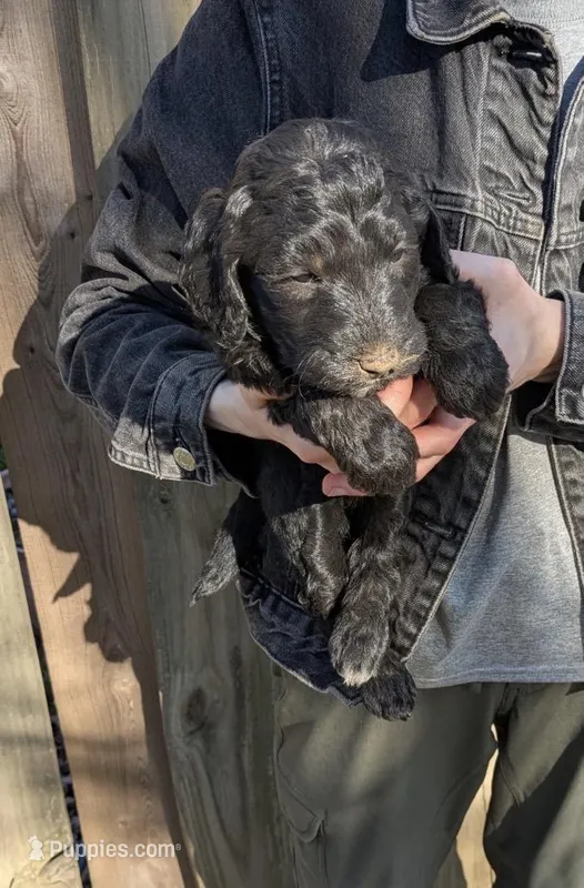 Daisy  – Goldendoodle puppy for sale in Independence, MO