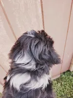 Max, a male Miniature Aussiedoodle for sale in Independence, MO – Photo 3 of 3