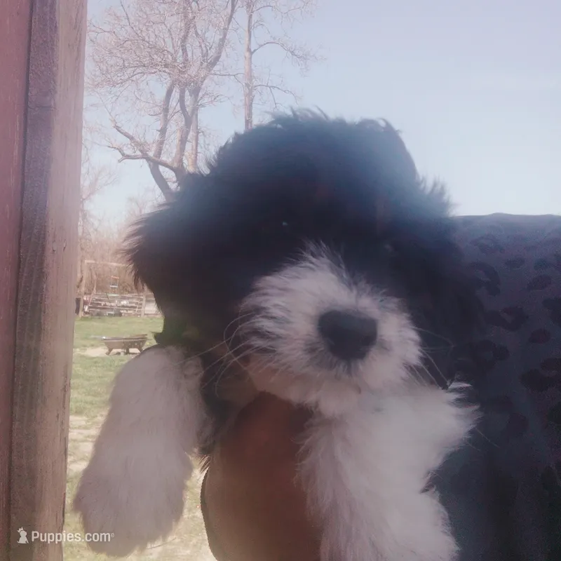 Max, a male Miniature Aussiedoodle for sale in Independence, MO – Photo 1 of 3