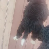 Max, a male Miniature Aussiedoodle for sale in Independence, MO – Photo 2 of 3