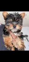 Milo (small Mini size), a male Yorkshire Terrier for sale in Riverside, CA – Photo 4 of 7