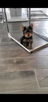 Max (Mini size), a male Yorkshire Terrier for sale in Riverside, CA – 2 of 8