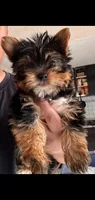 Milo (small Mini size), a male Yorkshire Terrier for sale in Riverside, CA – Photo 3 of 7