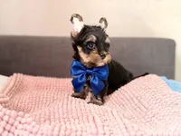 Max, a male Yorkshire Terrier for sale in Riverside, CA – Photo 3 of 7