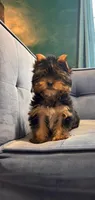 Milo (small Mini size), a male Yorkshire Terrier for sale in Riverside, CA – Photo 2 of 7