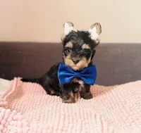 Max, a male Yorkshire Terrier for sale in Riverside, CA – Photo 4 of 7