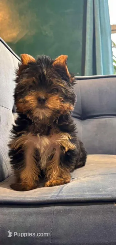 Milo (small Mini size) – Yorkshire Terrier puppy on hold in Riverside, CA