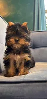 Milo (small Mini size), a male Yorkshire Terrier for sale in Riverside, CA – Photo 1 of 7