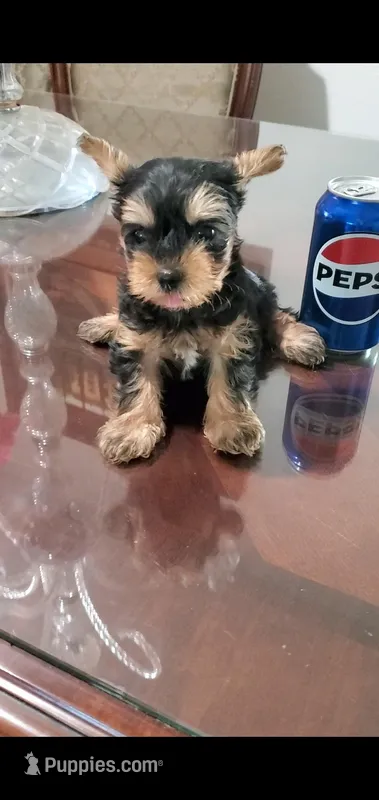 Max – Yorkshire Terrier puppy for sale in Riverside, CA