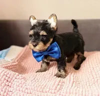 Max, a male Yorkshire Terrier for sale in Riverside, CA – Photo 2 of 7