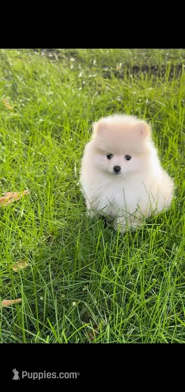 Max (Teacup) – Pomeranian puppy for sale in Riverside, CA