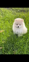 Max (Teacup), a male Pomeranian for sale in Riverside, CA – Photo 1 of 8