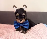 Max, a male Yorkshire Terrier for sale in Riverside, CA – Photo 1 of 7