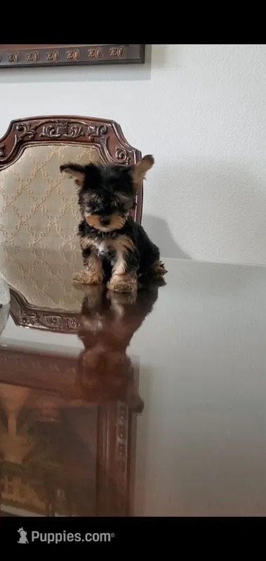 Milo – Yorkshire Terrier puppy for sale in Riverside, CA