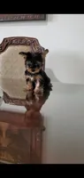 Milo, a male Yorkshire Terrier for sale in Riverside, CA – Photo 1 of 9
