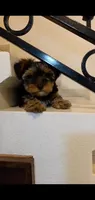 Cooper, a male Yorkshire Terrier for sale in Riverside, CA – Photo 3 of 8