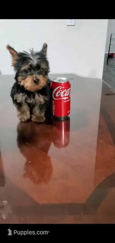 Max – Yorkshire Terrier puppy for sale in Riverside, CA