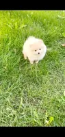 Max (Teacup), a male Pomeranian for sale in Riverside, CA – Photo 2 of 8