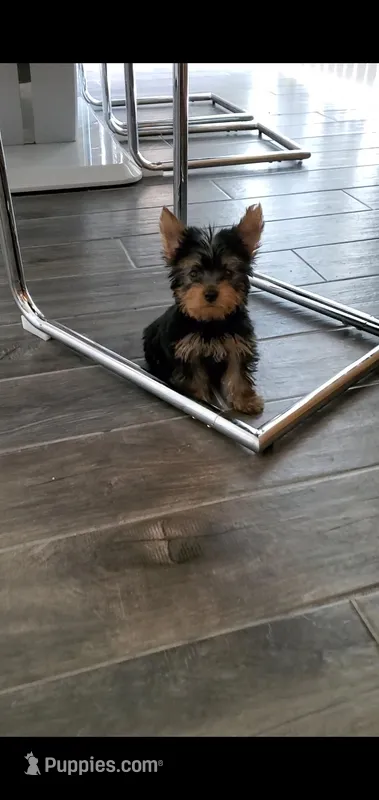 Max – Yorkshire Terrier puppy for sale in Riverside, CA