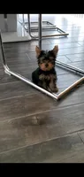 Max (Mini size), a male Yorkshire Terrier for sale in Riverside, CA – 1 of 8