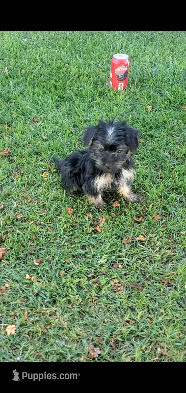 Dazzle – Yorkshire Terrier puppy for sale in Riverside, CA