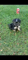 Dazzle, a male Yorkshire Terrier for sale in Riverside, CA – 1 of 8