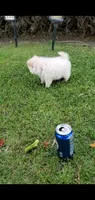 Max (Gray eyes), a male Pomeranian for sale in Riverside, CA – 7 of 7