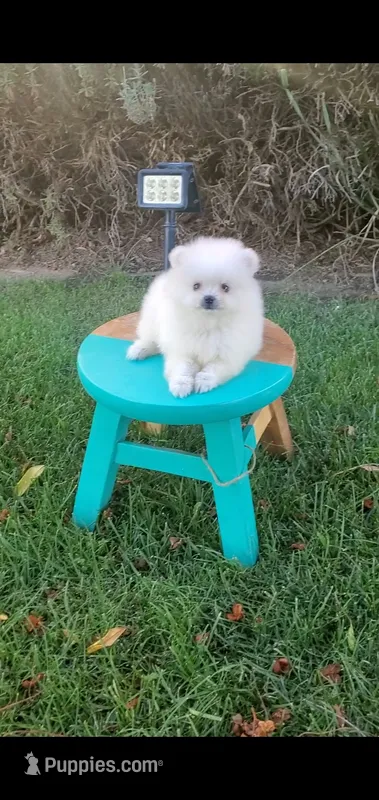 White (Tiny Teacup size) – Pomeranian puppy for sale in Riverside, CA