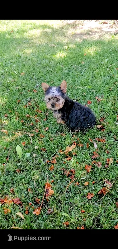 Toby – Yorkshire Terrier puppy for sale in Riverside, CA