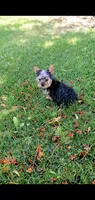 Toby, a male Yorkshire Terrier for sale in Riverside, CA – 1 of 6