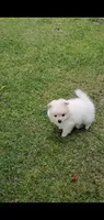 Max (Gray eyes), a male Pomeranian for sale in Riverside, CA – 2 of 7