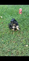 Dazzle, a male Yorkshire Terrier for sale in Riverside, CA – 2 of 8