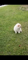 Max (Gray eyes), a male Pomeranian for sale in Riverside, CA – 4 of 7
