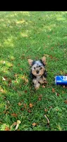 Toby, a male Yorkshire Terrier for sale in Riverside, CA – 6 of 6