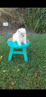 White , a male Pomeranian for sale in Riverside, CA – 2 of 8